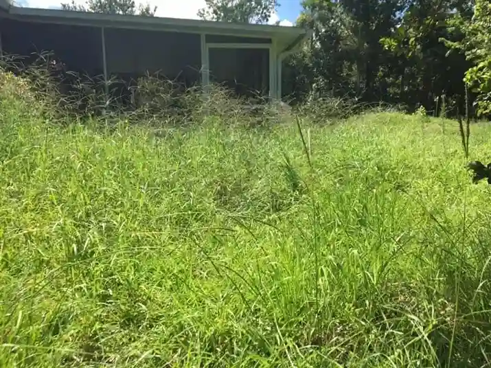 Lawn care service started by vendor 2 on GreenPal platform in San Jose CA