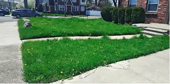 Lawn care service started by vendor 7 on GreenPal platform in San Jose CA